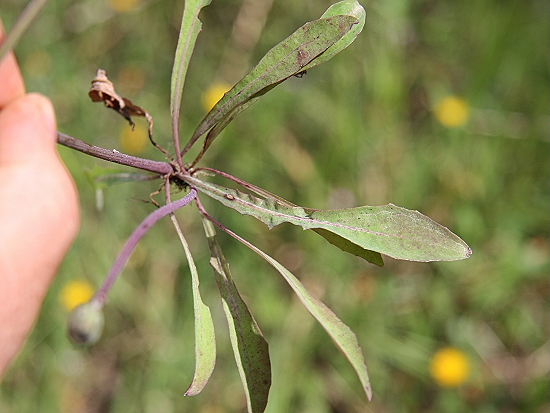 Sonchus bulbosus / Radicchiella bulbosa